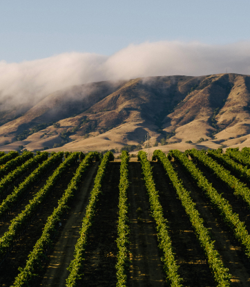 Vineyards in Edna Valley